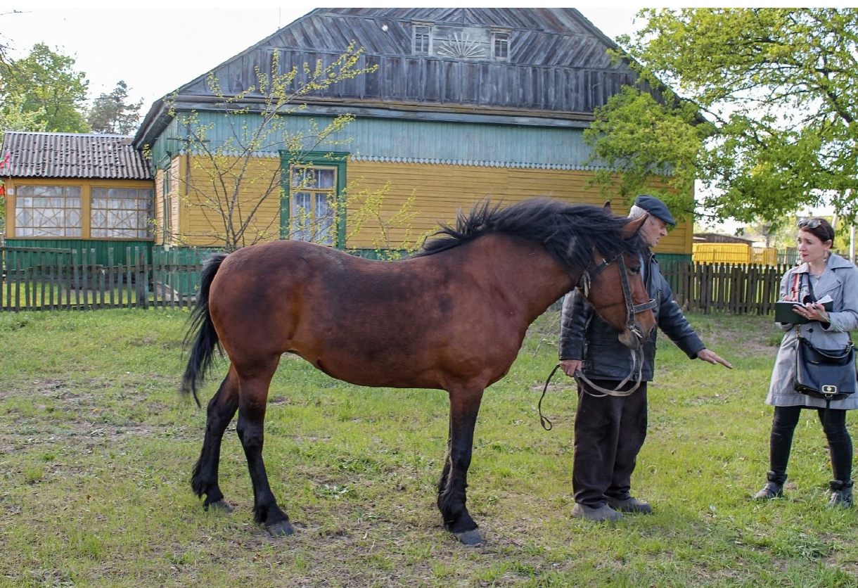 Expedition — examining horses