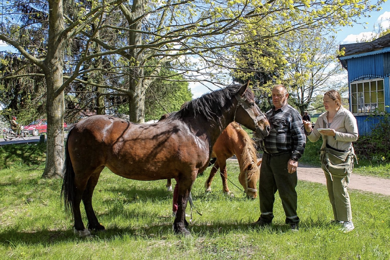 Examining a horse in a village