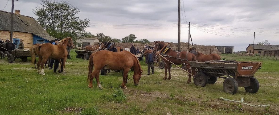Working with a horse