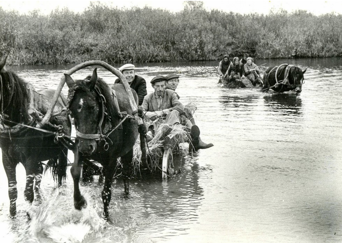 Crossing horses by boat